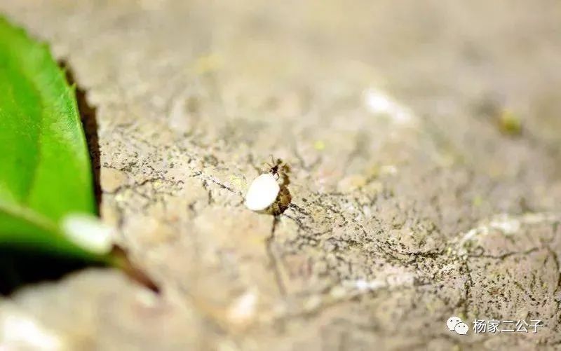 富硒大米含量百分之几(大米含量富硒多少)-硒宝网