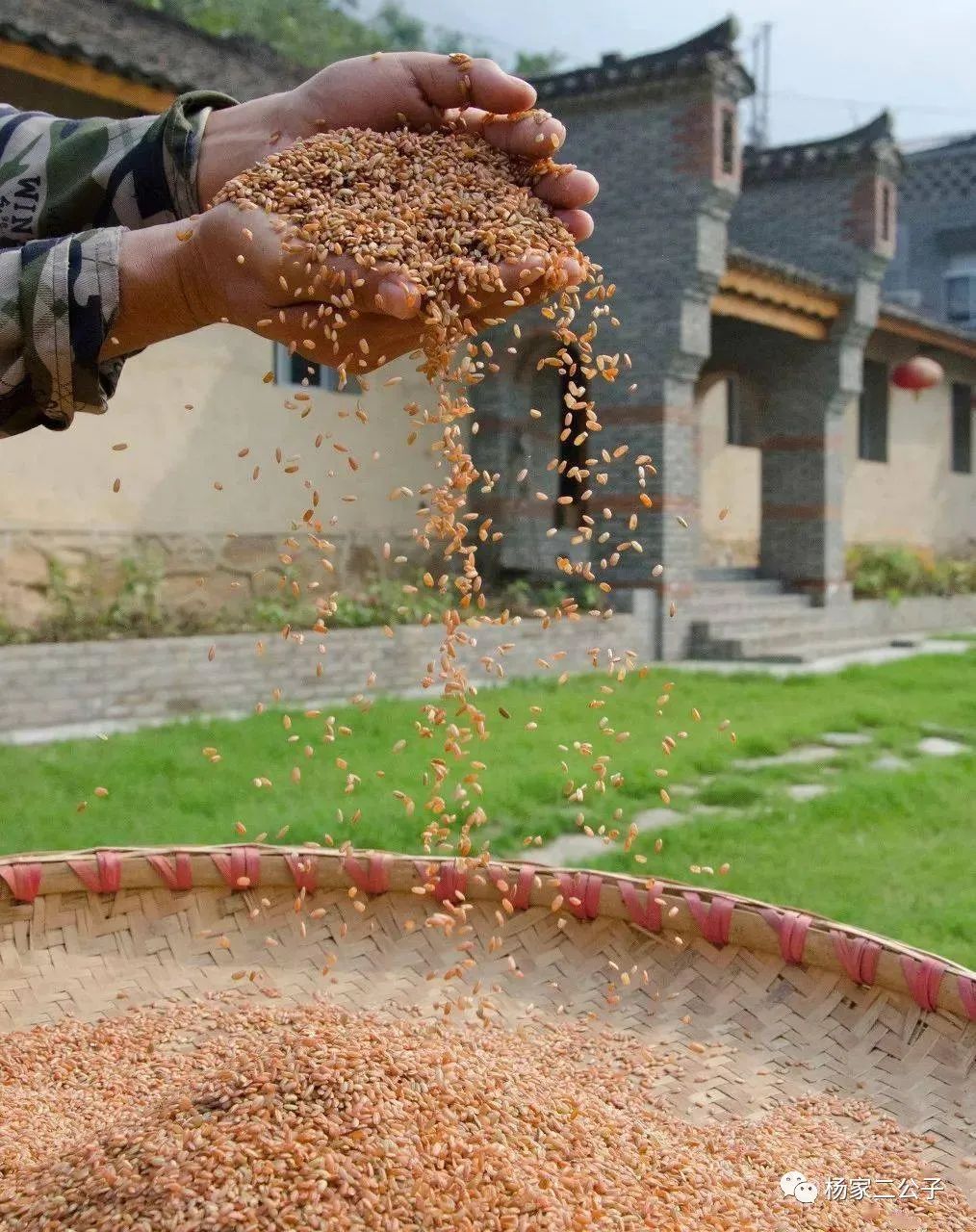 富硒大米含量百分之几(大米含量富硒多少)-硒宝网