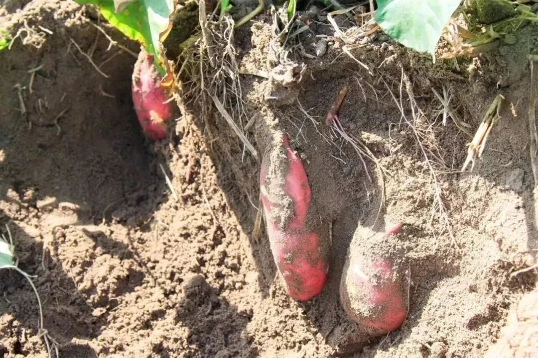 桥头富硒地瓜种植面积（桥头地瓜主要种植于垄）-硒宝网