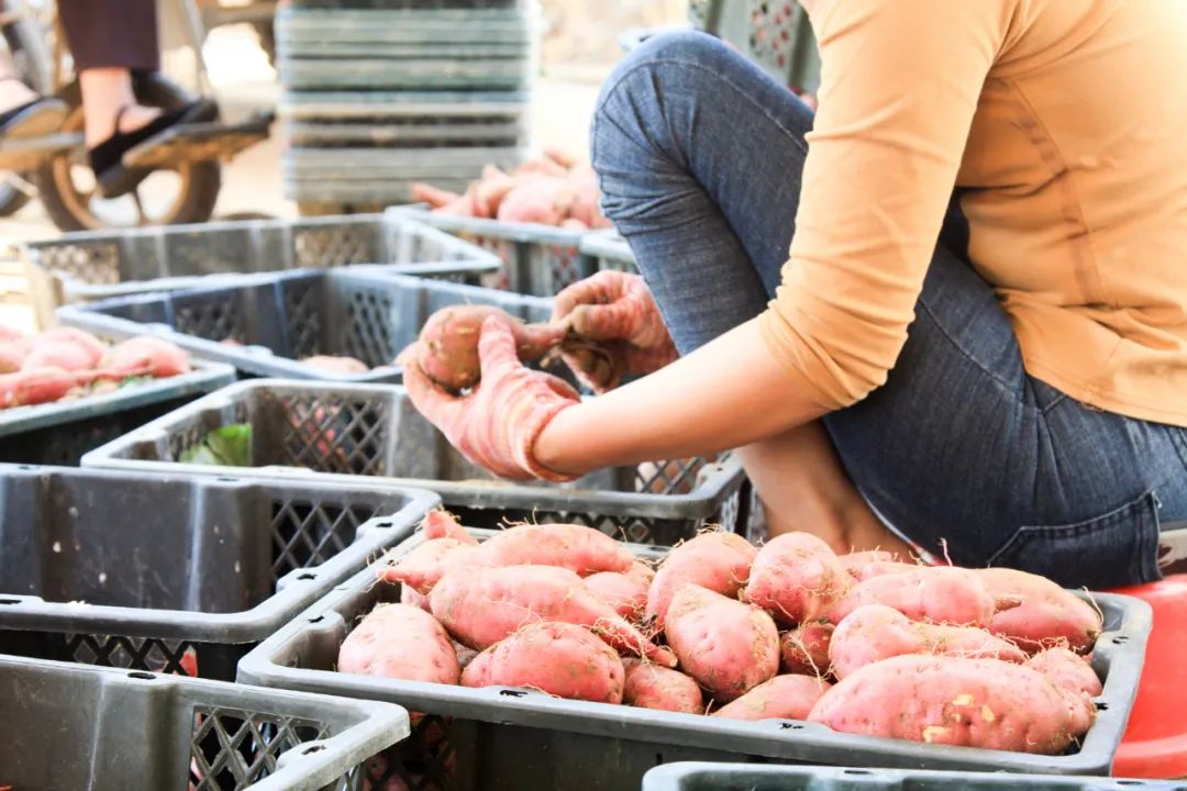桥头富硒地瓜种植面积（桥头地瓜主要种植于垄）-硒宝网