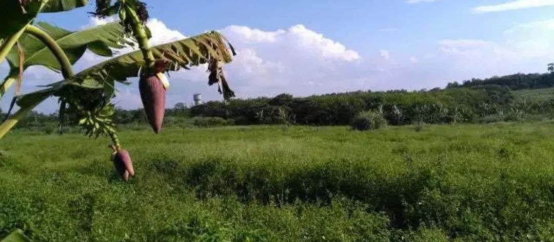 富硒地瓜成熟期多少天(地瓜富硒标准)-硒宝网