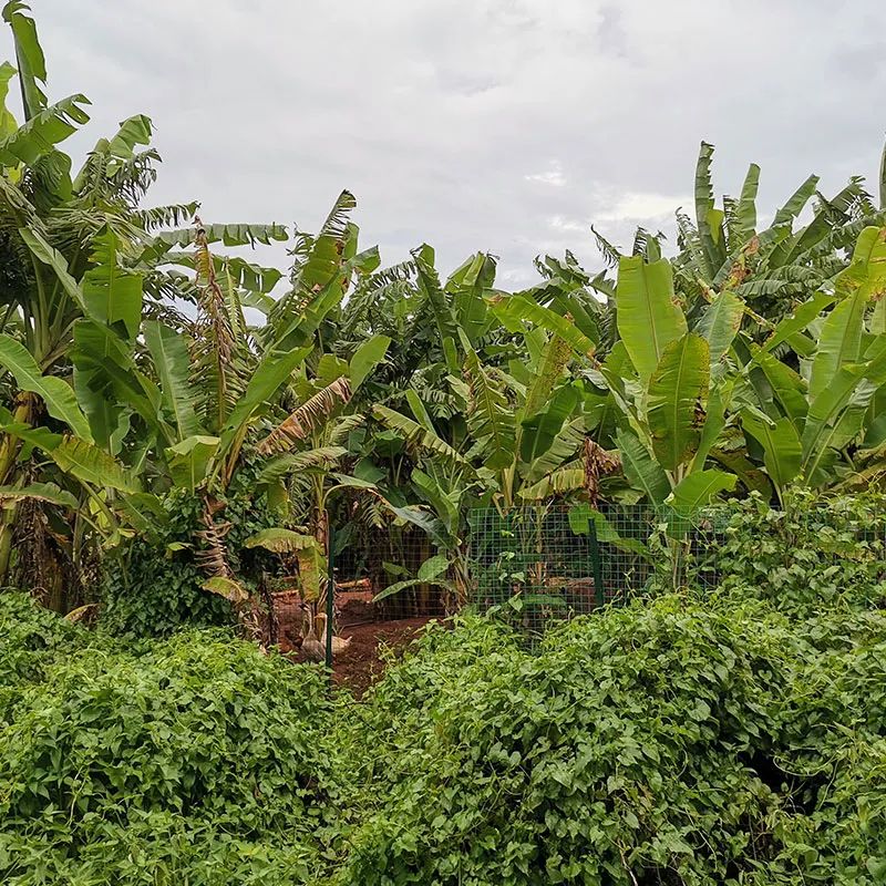 富硒地瓜成熟期多少天(地瓜富硒标准)-硒宝网