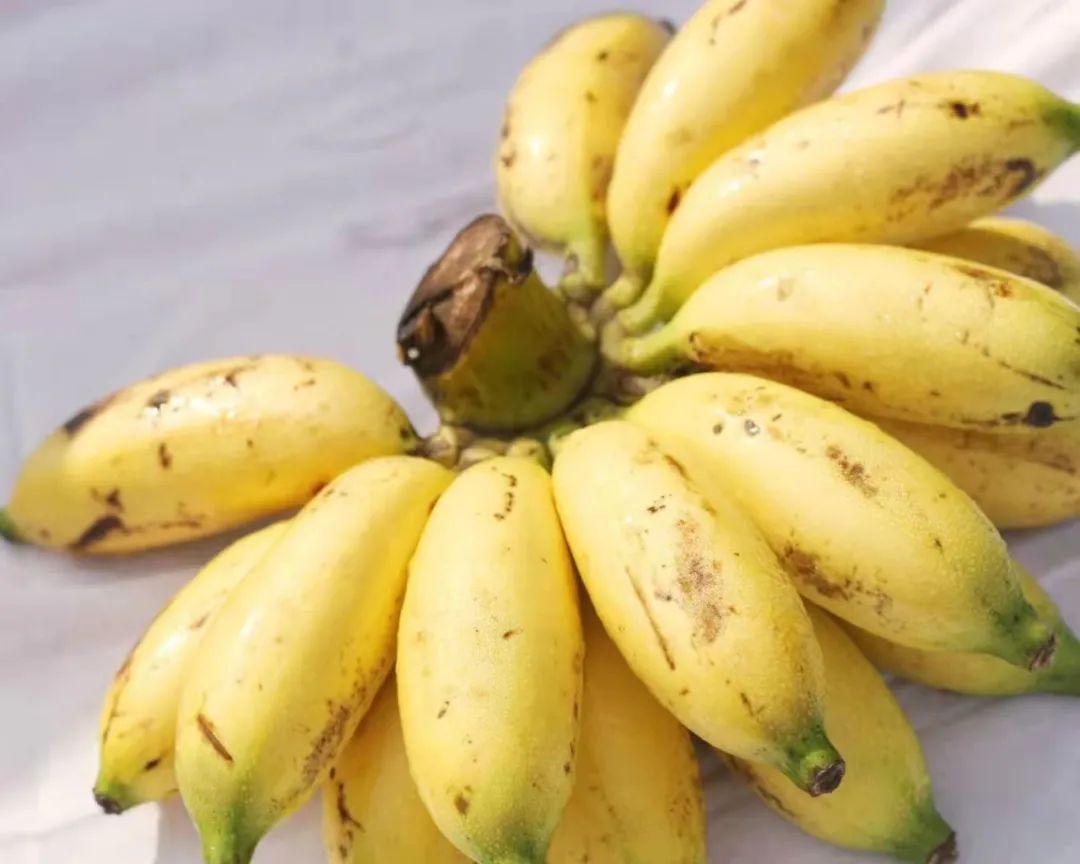 富硒地瓜成熟期多少天(地瓜富硒标准)-硒宝网