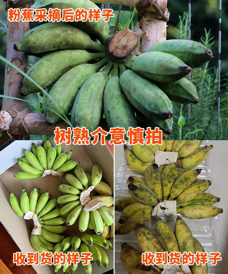 富硒地瓜成熟期多少天(地瓜富硒标准)-硒宝网