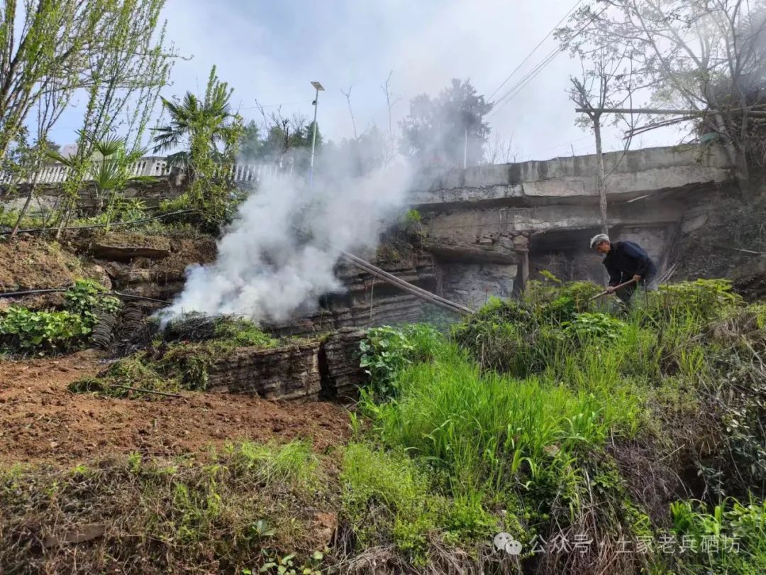 富硒地瓜成熟期多少天（地瓜成熟期富硒天麻能吃吗）-硒宝网