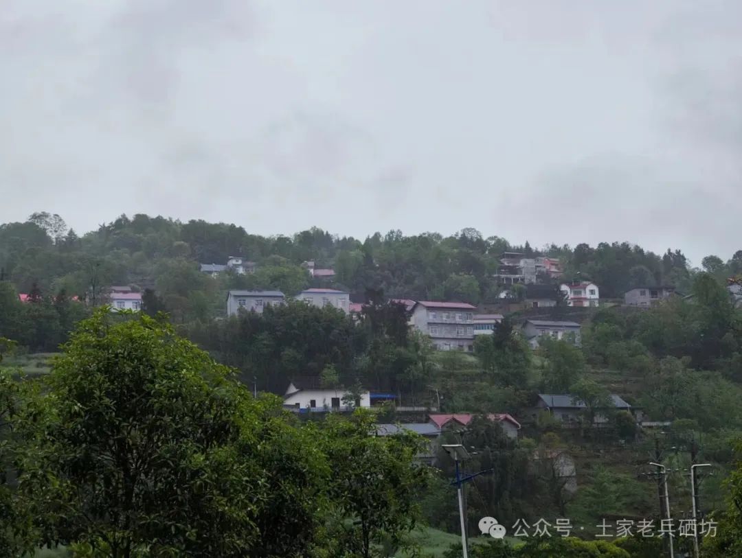 富硒地瓜成熟期多少天（地瓜成熟期富硒天麻能吃吗）-硒宝网