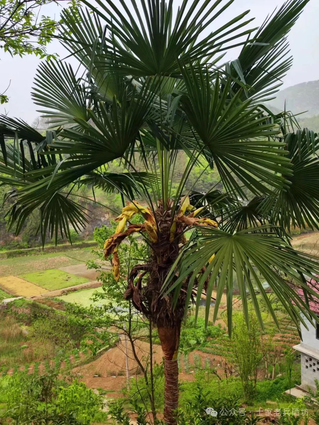 富硒地瓜成熟期多少天（地瓜成熟期富硒天麻能吃吗）-硒宝网
