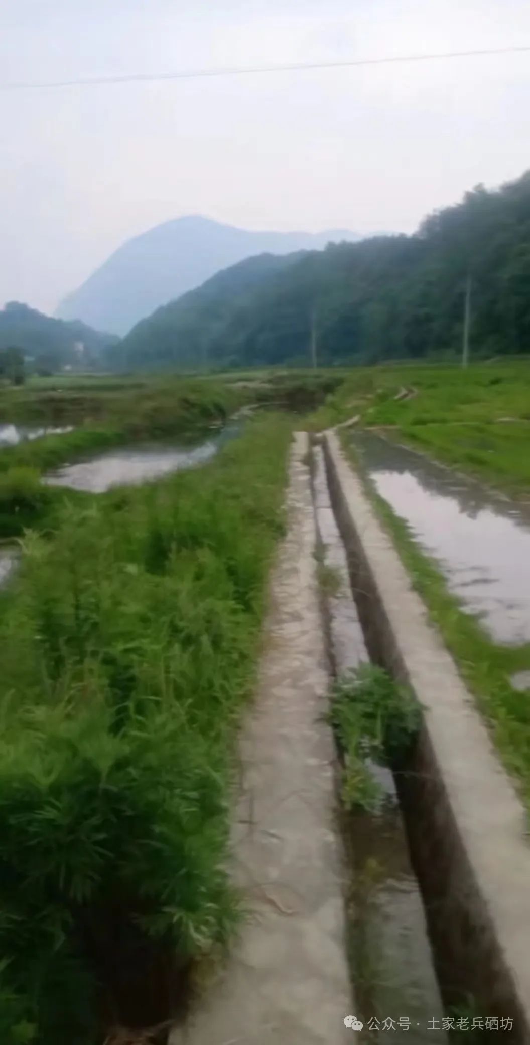 富硒地瓜成熟期多少天（地瓜成熟期富硒天麻能吃吗）-硒宝网