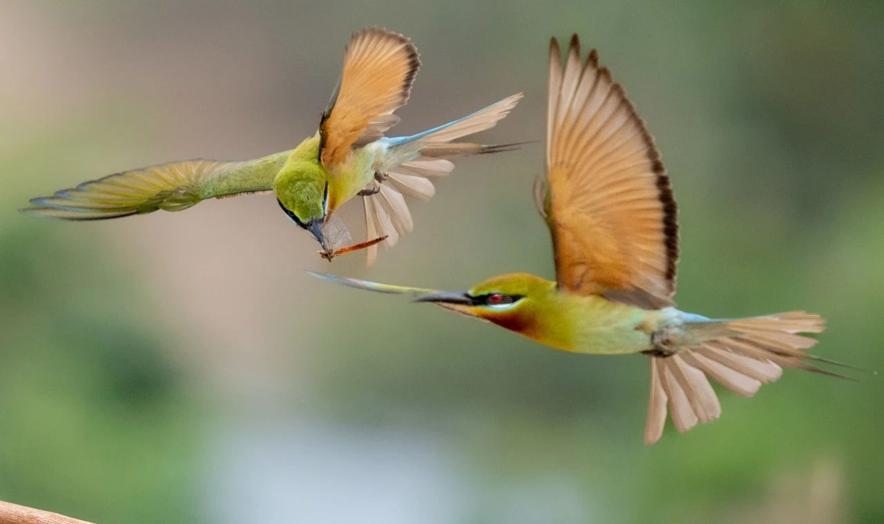 海南澄迈富硒桥头地瓜（澄迈桥头富硒地瓜简介）-硒宝网