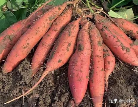 海南桥头富硒地瓜测评(海南桥头地瓜好吃不)-硒宝网