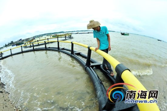 澄迈桥头富硒地瓜吃法（海南澄迈桥头地瓜什么时候上市）-硒宝网
