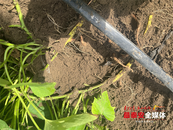 富硒地瓜哪里最好最甜(甜地瓜富硒好还是干的)-硒宝网