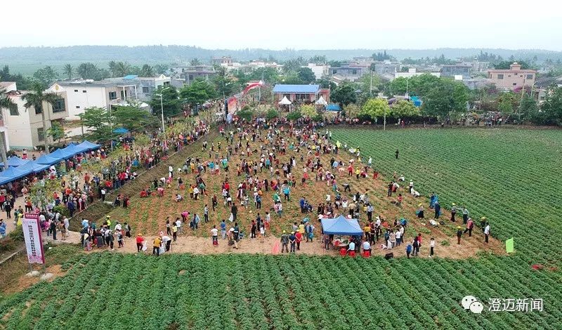 海南桥头富硒地瓜新闻（海南桥头地瓜营养）-硒宝网