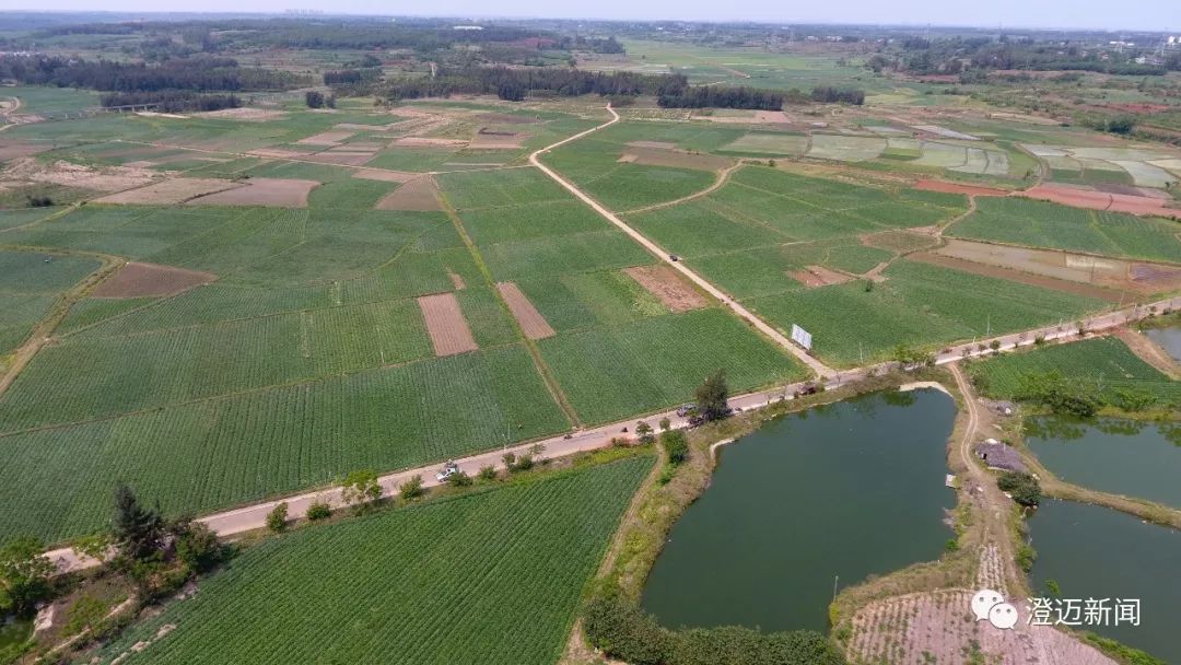 海南桥头富硒地瓜新闻（海南桥头地瓜营养）-硒宝网