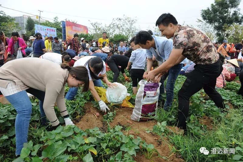 海南桥头富硒地瓜新闻（海南桥头地瓜营养）-硒宝网