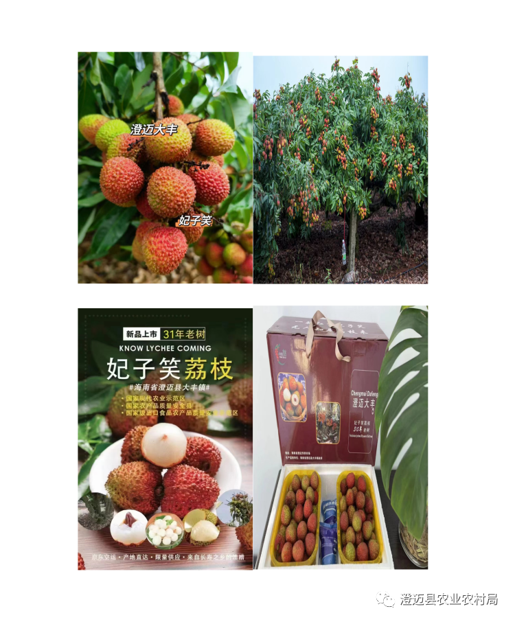 海南桥头富硒地瓜特点(海南桥头地瓜营养价值)-硒宝网