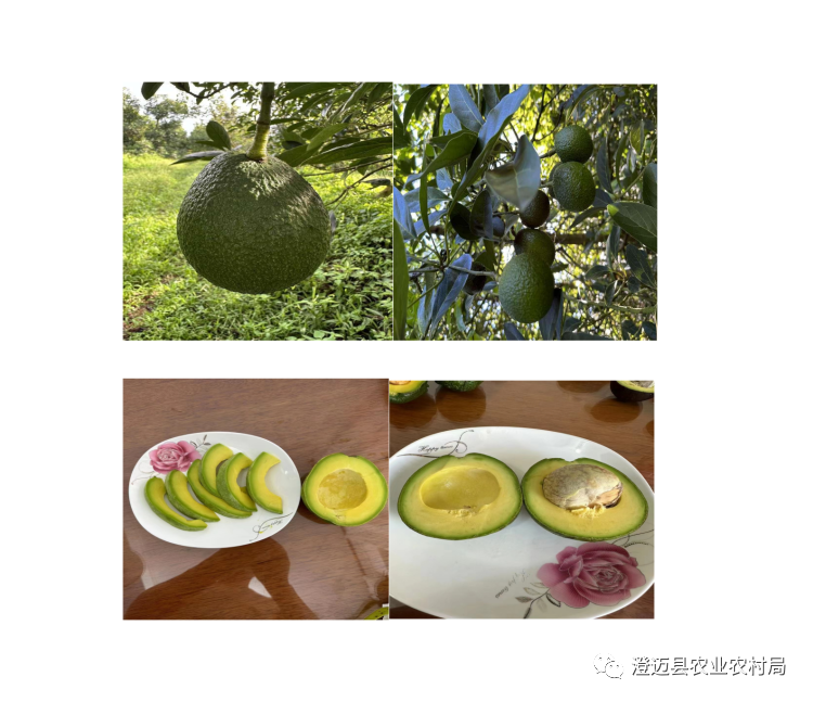 海南桥头富硒地瓜特点(海南桥头地瓜营养价值)-硒宝网