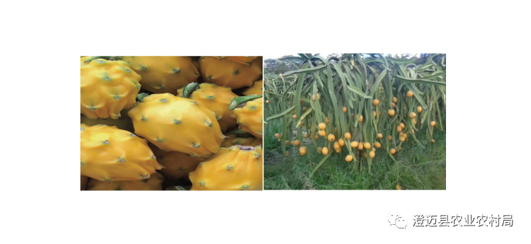 海南桥头富硒地瓜特点(海南桥头地瓜营养价值)-硒宝网