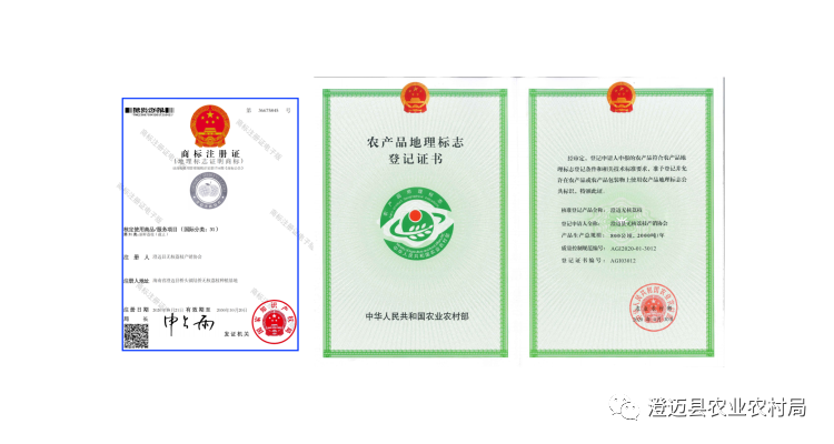 海南桥头富硒地瓜特点(海南桥头地瓜营养价值)-硒宝网