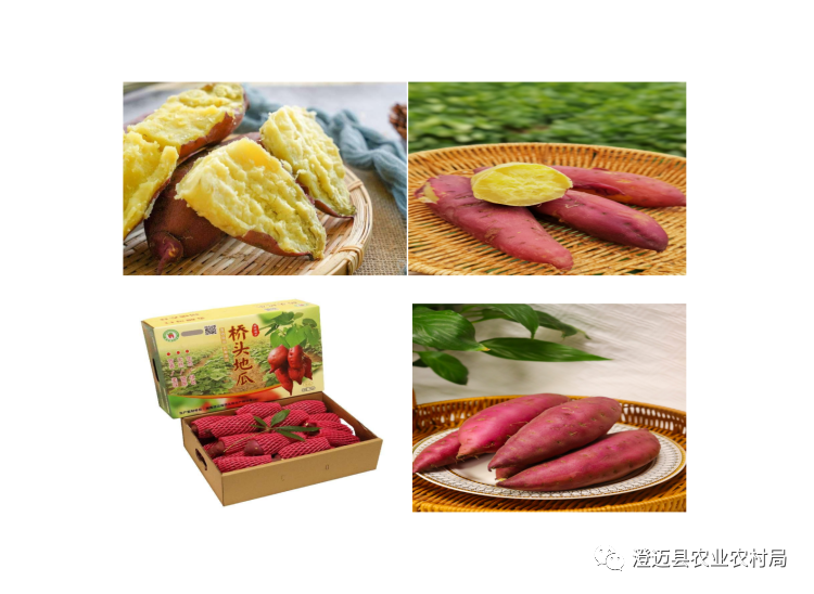 海南桥头富硒地瓜特点(海南桥头地瓜营养价值)-硒宝网