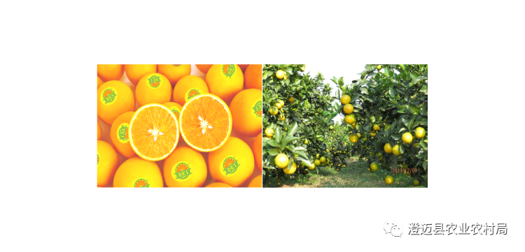 海南桥头富硒地瓜特点(海南桥头地瓜营养价值)-硒宝网