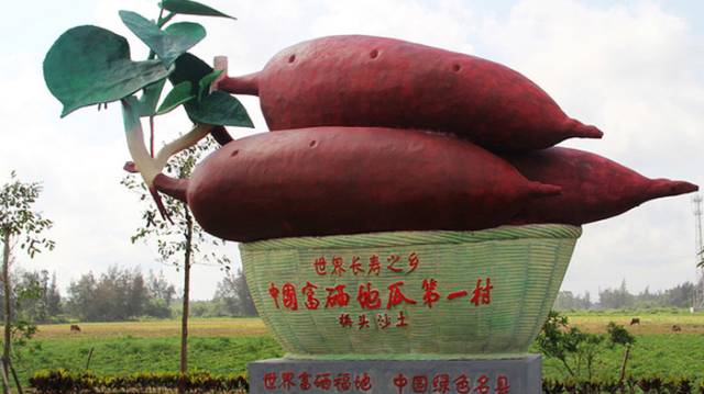 海南桥头富硒地瓜新闻(海南桥头地瓜真的富含硒吗)-硒宝网