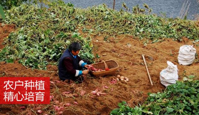 海南桥头富硒地瓜新闻(海南桥头地瓜真的富含硒吗)-硒宝网