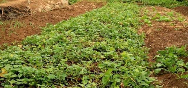 海南桥头富硒地瓜新闻(海南桥头地瓜真的富含硒吗)-硒宝网