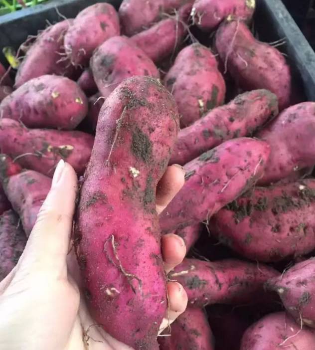 海南桥头富硒地瓜新闻(海南桥头地瓜真的富含硒吗)-硒宝网