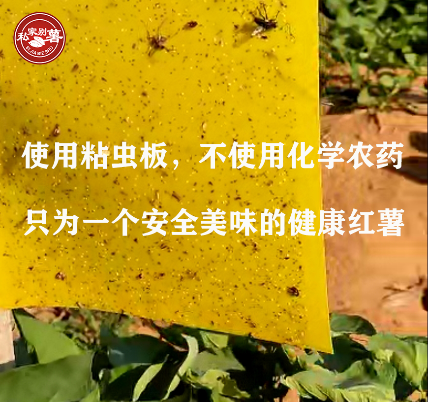 富硒地瓜哪个品牌好吃(富硒地瓜哪里最好)-硒宝网