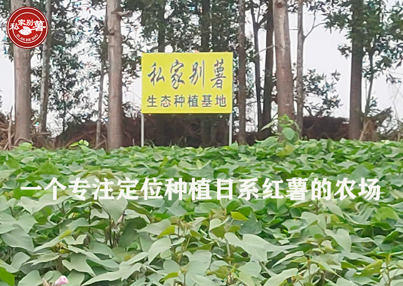 富硒地瓜哪个品牌好吃(富硒地瓜哪里最好)-硒宝网