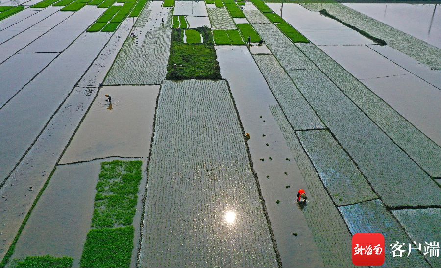 海南桥头富硒板栗地瓜(海南富硒板栗红薯)-硒宝网