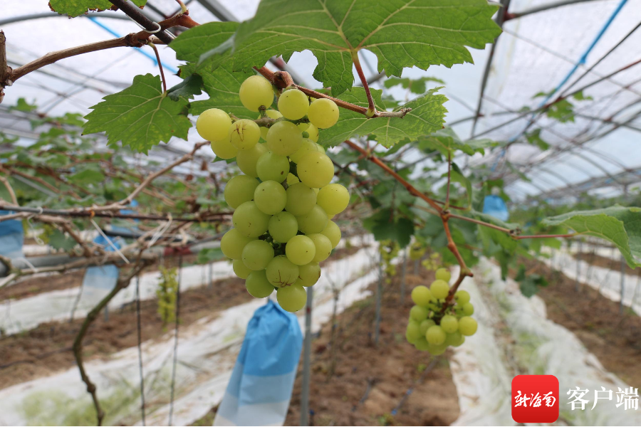 海南桥头富硒板栗地瓜(海南富硒板栗红薯)-硒宝网