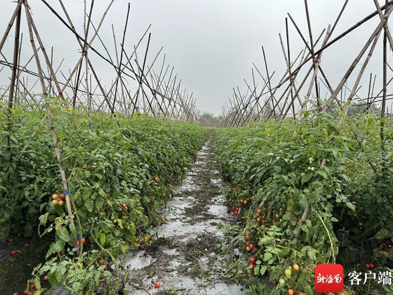 海南桥头富硒板栗地瓜(海南富硒板栗红薯)-硒宝网