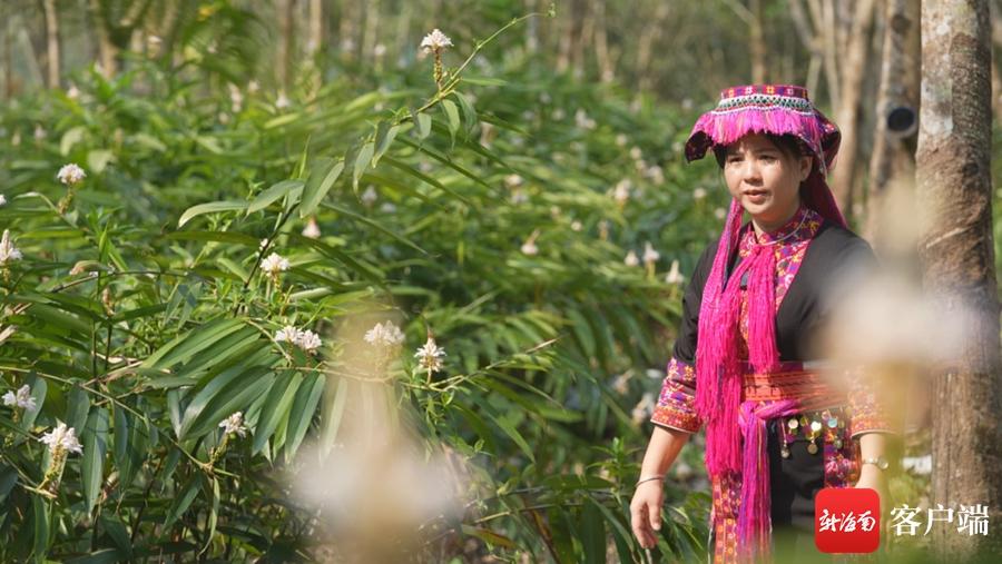 海南桥头富硒板栗地瓜(海南富硒板栗红薯)-硒宝网