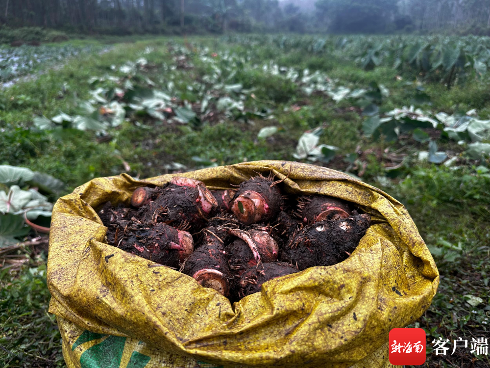 海南桥头富硒板栗地瓜(海南富硒板栗红薯)-硒宝网