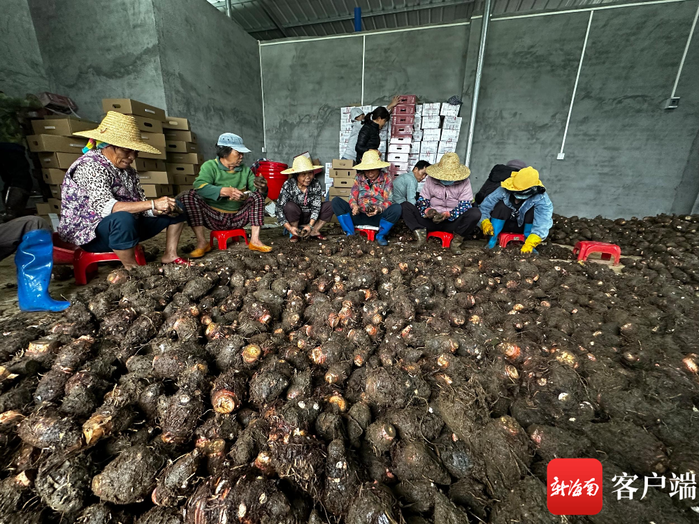 海南桥头富硒板栗地瓜(海南富硒板栗红薯)-硒宝网