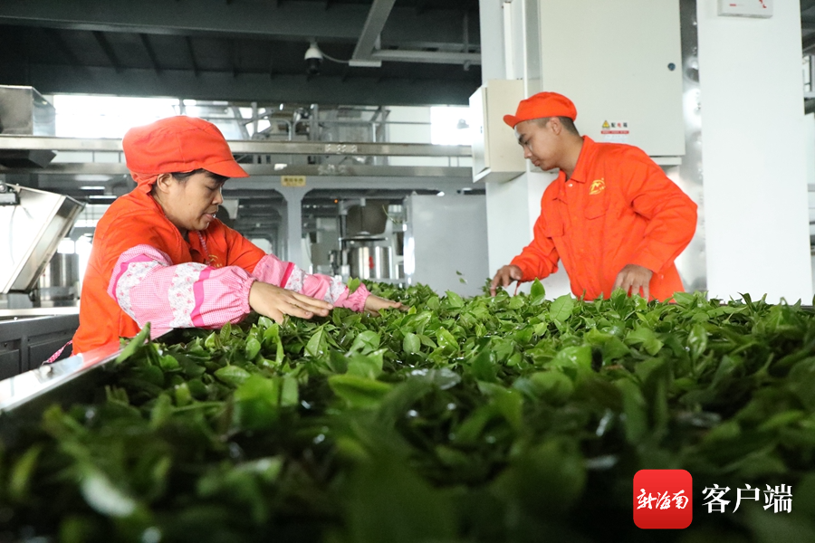 海南桥头富硒板栗地瓜(海南富硒板栗红薯)-硒宝网