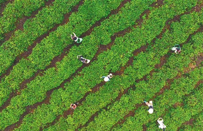 海南桥头富硒板栗地瓜(海南富硒板栗红薯)-硒宝网