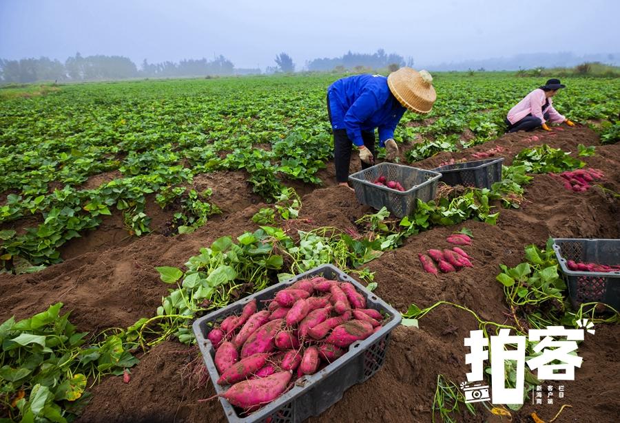 海南桥头富硒板栗地瓜(海南富硒板栗红薯)-硒宝网