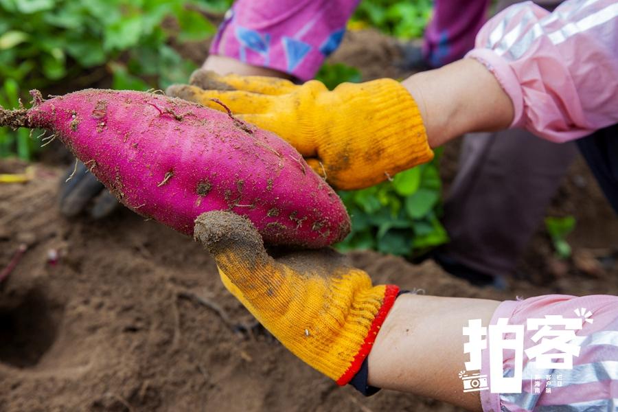 海南桥头富硒板栗地瓜(海南富硒板栗红薯)-硒宝网