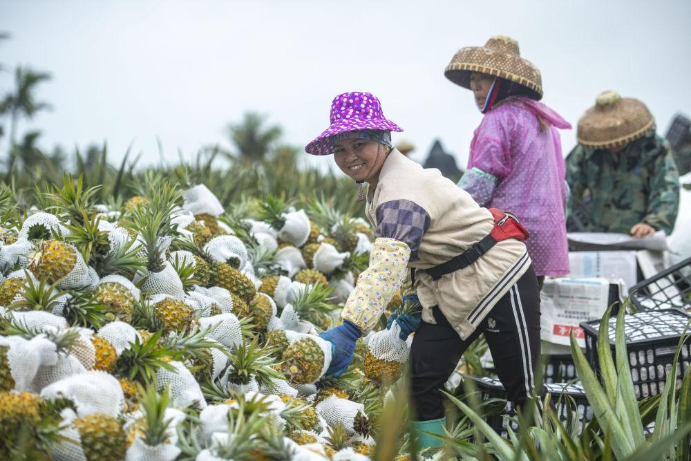 海南桥头富硒板栗地瓜(海南富硒板栗红薯)-硒宝网