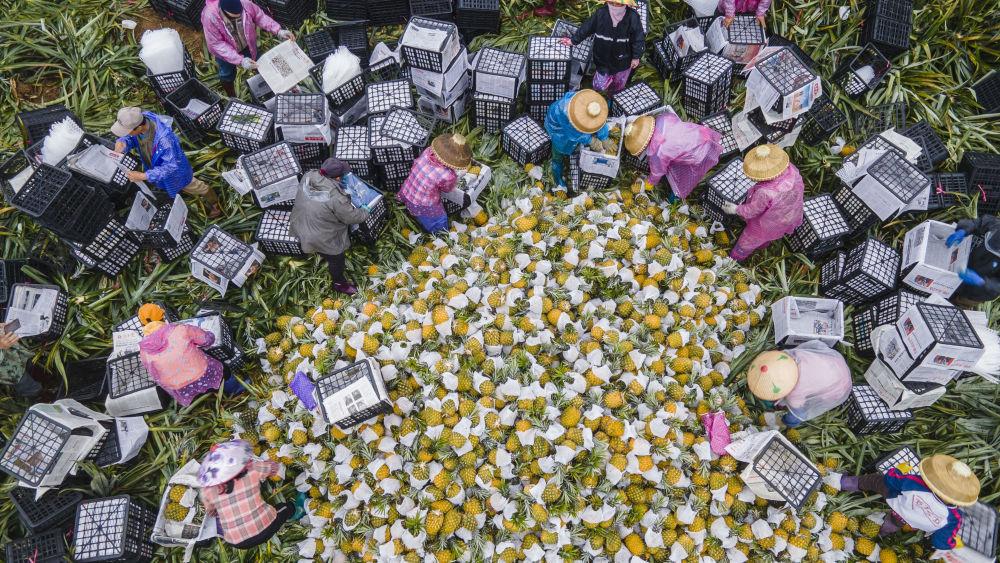 海南桥头富硒板栗地瓜(海南富硒板栗红薯)-硒宝网