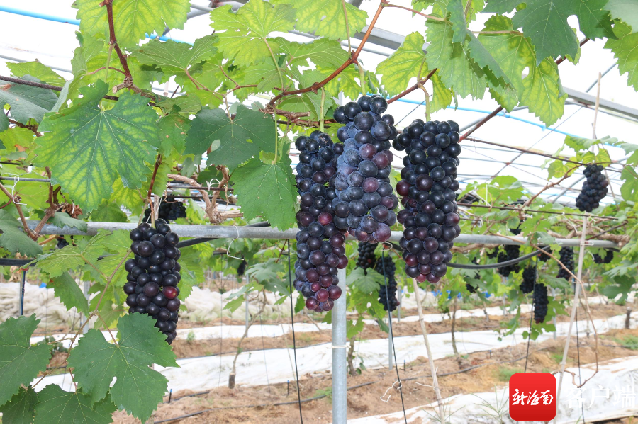 海南桥头富硒板栗地瓜(海南富硒板栗红薯)-硒宝网