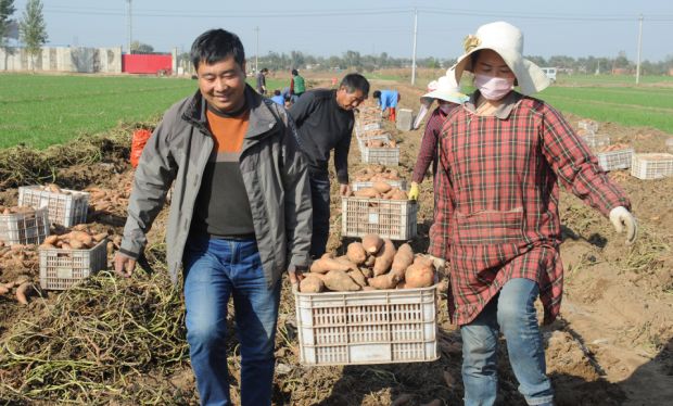 富硒地瓜种植技术视频(富硒地瓜产地)-硒宝网