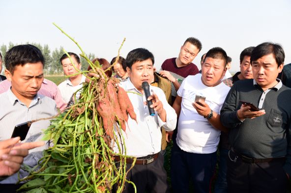 富硒地瓜种植技术视频(富硒地瓜产地)-硒宝网