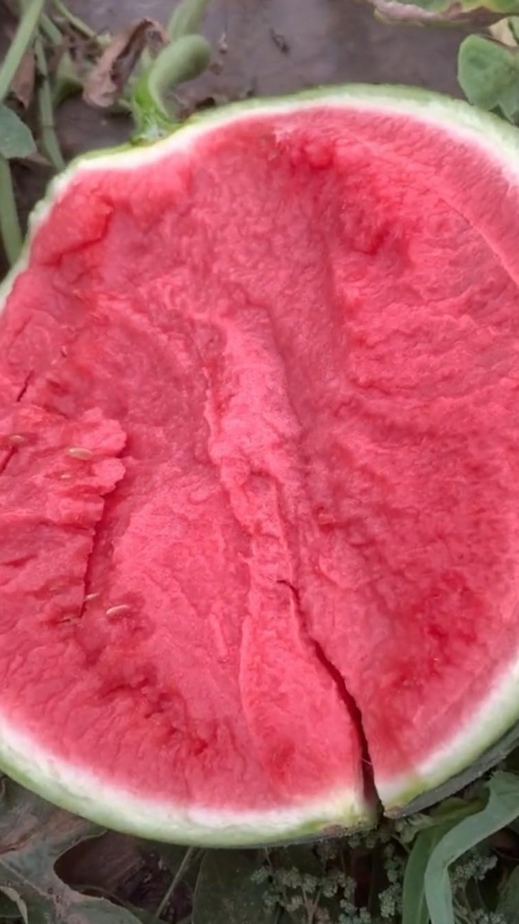 海南桥头富硒板栗地瓜（海南桥头板栗薯）-硒宝网