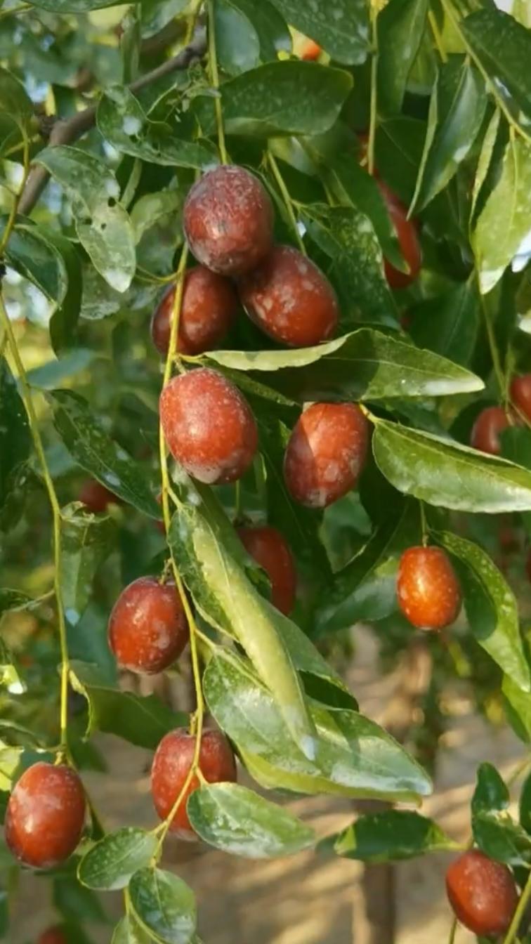 海南桥头富硒板栗地瓜（海南桥头板栗薯）-硒宝网