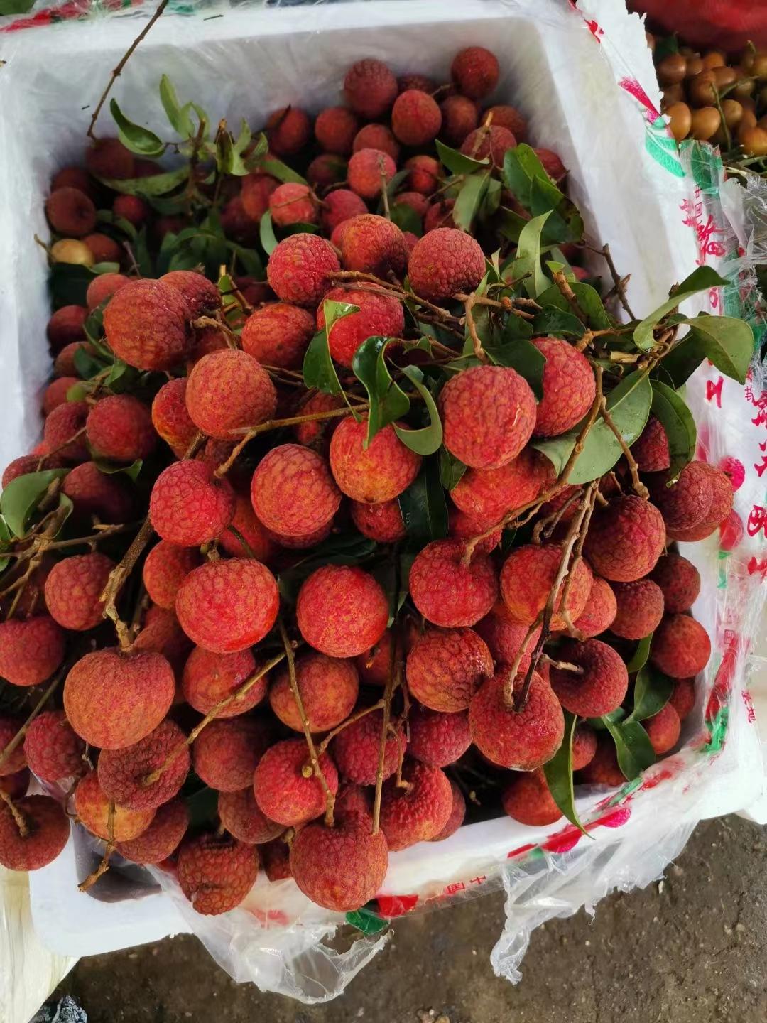 海南桥头富硒板栗地瓜（海南桥头板栗薯）-硒宝网