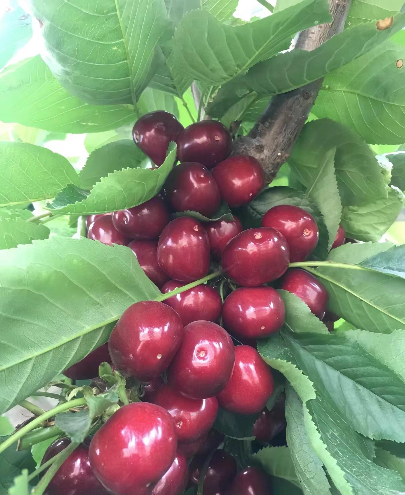 海南桥头富硒板栗地瓜（海南桥头板栗薯）-硒宝网